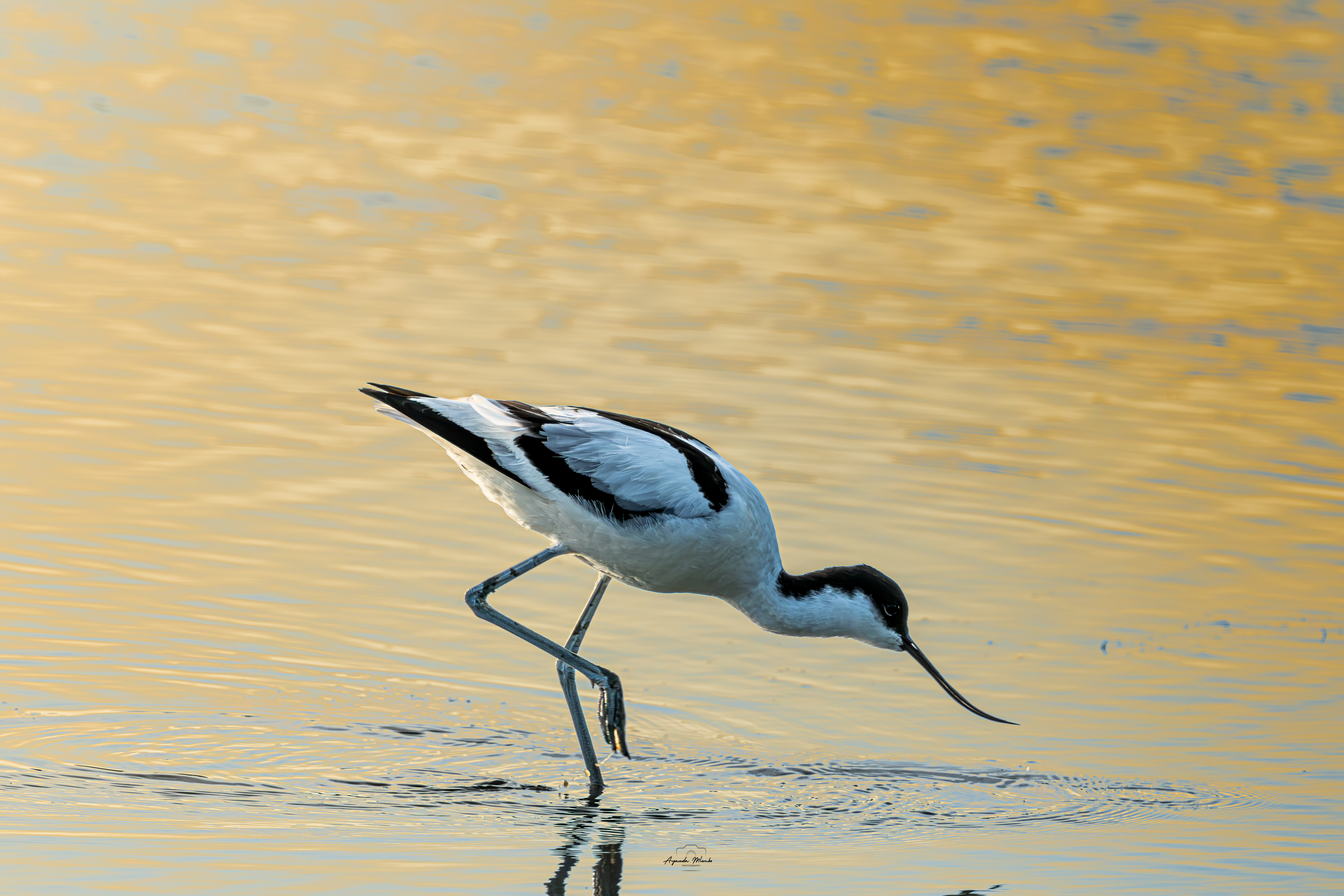 Pied Avocet